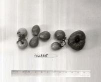 Click for 1 image(s) for this accession. FRUIT